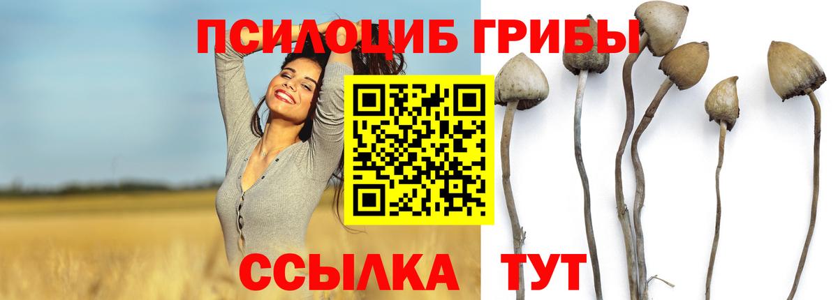 Галлюциногенные грибы Psilocybine cubensis Кунгур